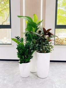 宁波江北绿化养护，价格实惠超省心！