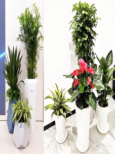 宁波海曙盆景出租，服务超出色，绿植魅力无限！