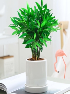 领略前湾盆景租赁，开启别样空间装饰之旅